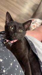 Lost Female Cat last seen Leaving 253 Anna Gray, Easley, SC 29640