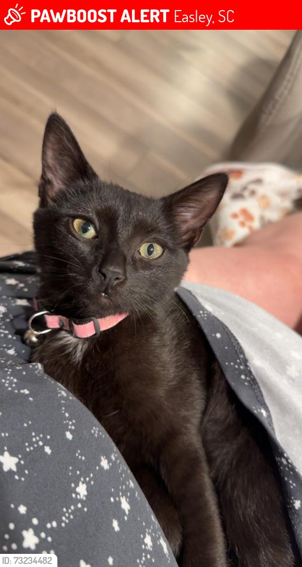 Lost Female Cat last seen Leaving 253 Anna Gray, Easley, SC 29640