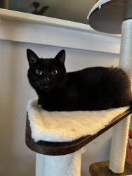 Lost Female Cat last seen Grace Street, Bensenville, IL 60106