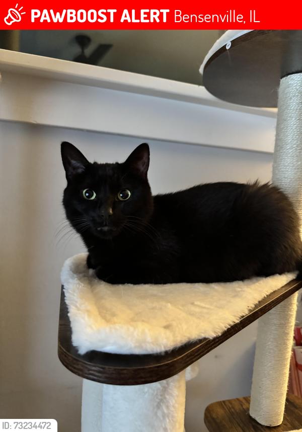 Lost Female Cat last seen Grace Street, Bensenville, IL 60106