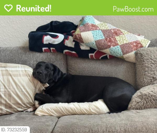 Reunited Female Dog last seen CR 94, Pearland, TX 77584