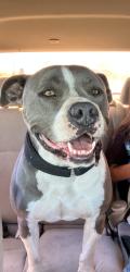 Lost Male Dog last seen Chula vista, Chula Vista, CA 91912