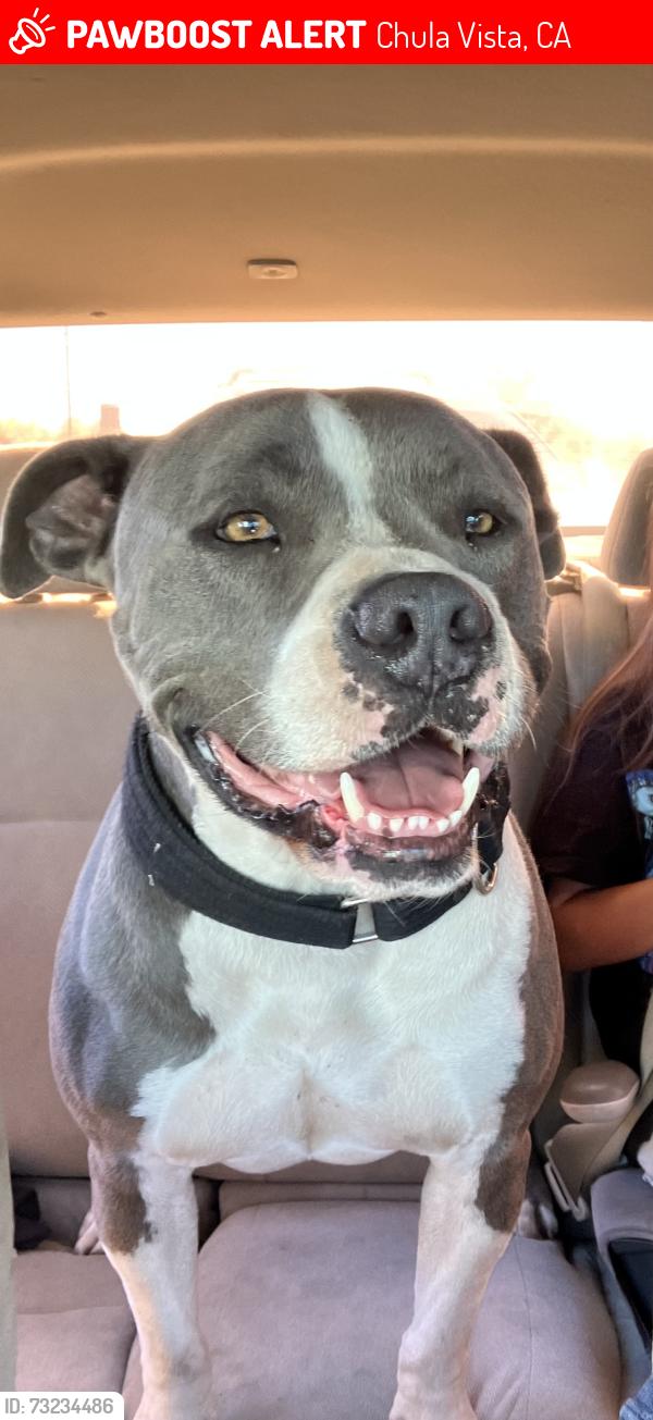 Lost Male Dog last seen Chula vista, Chula Vista, CA 91912