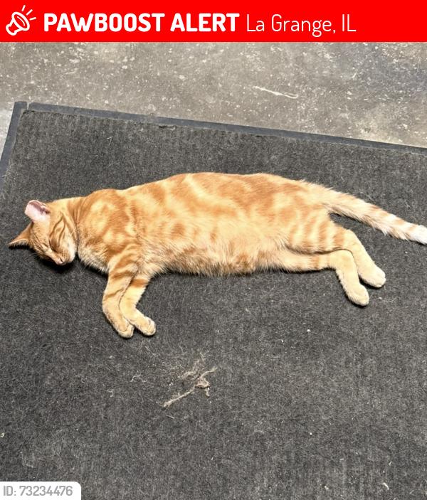 Lost Male Cat last seen E Plainfield Rd and Dansher Road, Countryside IL, La Grange, IL 60525