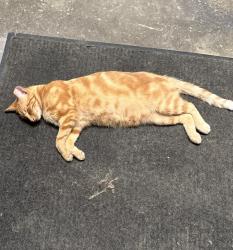 Lost Male Cat last seen E Plainfield Rd and Dansher Road, Countryside IL, La Grange, IL 60525