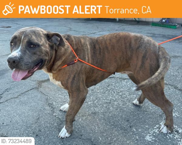 Found/Stray Male Dog last seen Arlington Ave and 220th St, Torrance, CA 90501