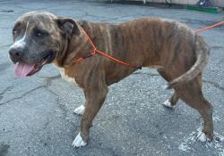 Found/Stray Male Dog last seen Arlington Ave and 220th St, Torrance, CA 90501