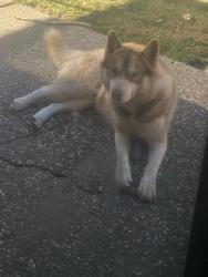 Reunited Male Dog last seen Last seen before Marlette Lake Tahoe rim Trail, Tahoe Rim Trail,  96142
