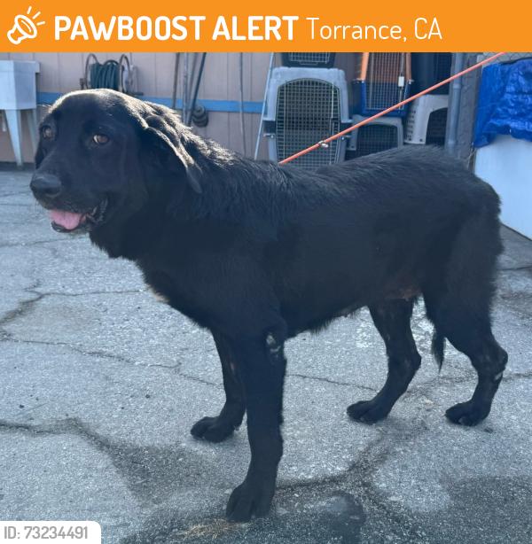 Found/Stray Female Dog last seen Arlington Ave and 220th St, Torrance, CA 90501