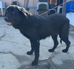 Found/Stray Female Dog last seen Arlington Ave and 220th St, Torrance, CA 90501