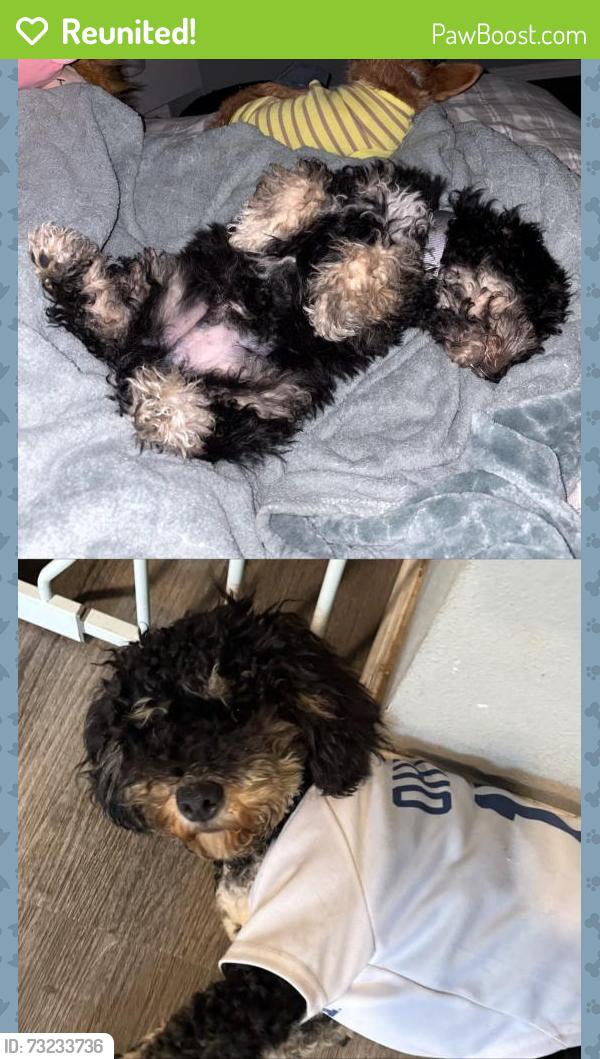 Reunited Male Dog last seen Near Weber St, Pomona, CA 91768, USA, Pomona, CA 91768
