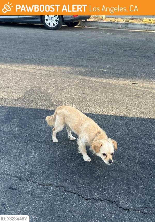 Found/Stray Male Dog last seen Menlo Ave, Los Angeles, CA 90037