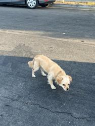 Found/Stray Male Dog last seen Menlo Ave, Los Angeles, CA 90037