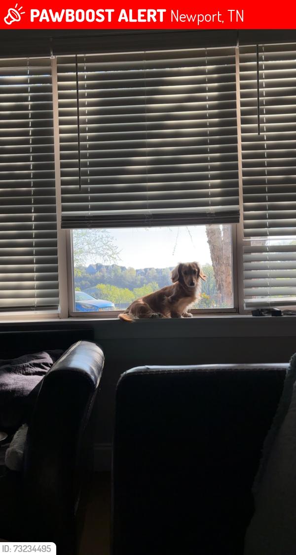 Lost Male Dog last seen Near St Tide Hollow Rd, Newport, TN 37821