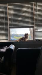 Lost Male Dog last seen Near St Tide Hollow Rd, Newport, TN 37821