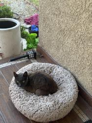 Found/Stray Unknown Cat last seen 11th Ave and Orizaba Ave Long Beach, Long Beach, CA 90804