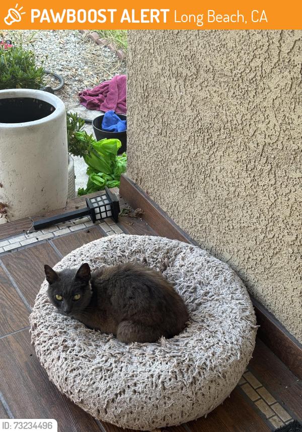 Found/Stray Unknown Cat last seen 11th Ave and Orizaba Ave Long Beach, Long Beach, CA 90804