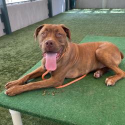 Shelter Stray Male Dog last seen , 361 S Raymond Ave, Pasadena, CA 91105, USA