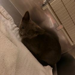 Shelter Stray Male Cat last seen , 54687 Co Rd 19, Bristol, IN 46507, USA