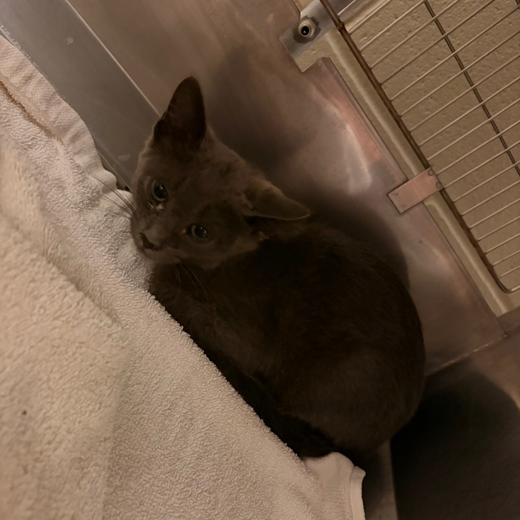 Shelter Stray Male Cat last seen , 54687 Co Rd 19, Bristol, IN 46507, USA