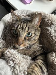Reunited Male Cat last seen Rose Drive between Yorba Linda Blvd and Bastanchury, Yorba Linda, CA 92886