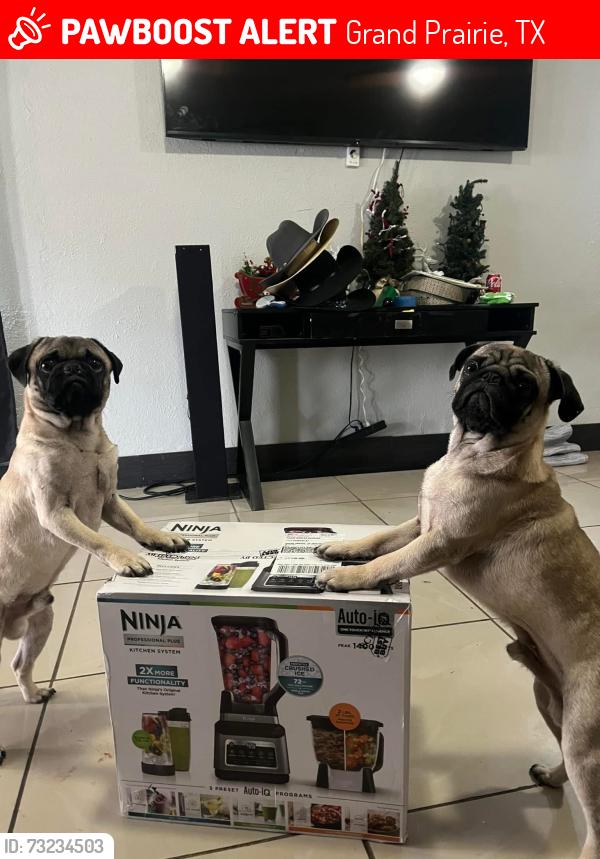 Lost Male Dog last seen Brian Dr and Carrier Grand Prairie, tx, Grand Prairie, TX 75052