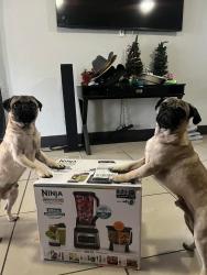 Lost Male Dog last seen Brian Dr and Carrier Grand Prairie, tx, Grand Prairie, TX 75052