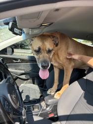 Reunited Male Dog last seen Near W 61st Pl, Arvada, CO 80003, USA, Arvada, CO 80003