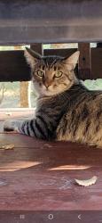 Reunited Male Cat last seen Ranch view dr and split rail ct, Rocklin, CA 95765