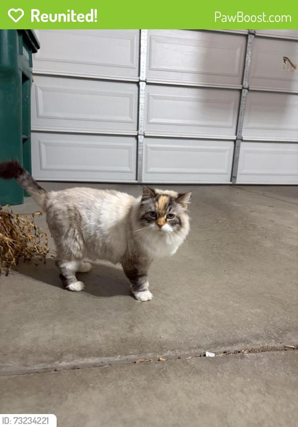 Reunited Unknown Cat last seen Conley Square, Brighton, MI 48116
