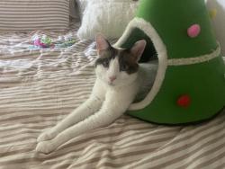 Reunited Female Cat last seen 19th and Haven, Rancho Cucamonga, CA 91737
