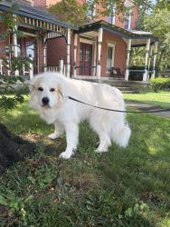 Reunited Female Dog last seen Found on hunter and 6th, Columbus, OH 43201
