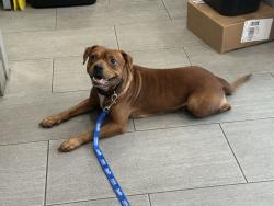Reunited Female Dog last seen Pacific St near Troy Ave, Brooklyn, NY 11203