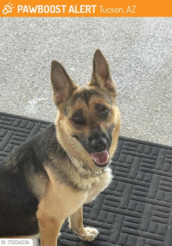Found/Stray Female Dog last seen Sabino Canyon Recreation Area, Tucson, AZ 85750