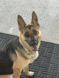 Found/Stray Female Dog last seen Sabino Canyon Recreation Area, Tucson, AZ 85750