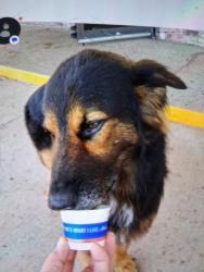 Lost Male Dog last seen Country Club road, Cleburne, TX 76033