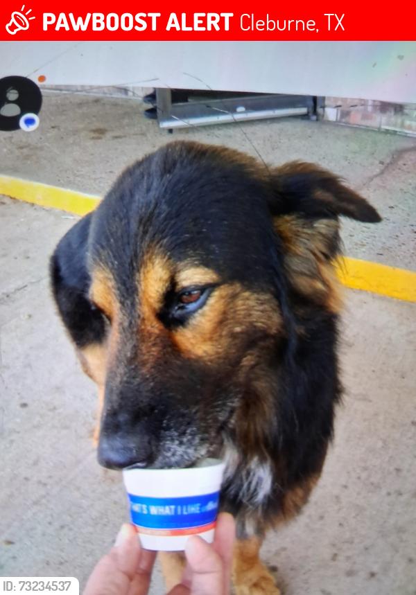 Lost Male Dog last seen Country Club road, Cleburne, TX 76033