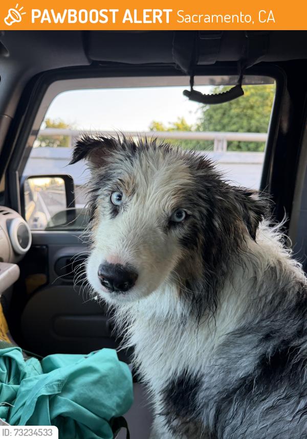 Found/Stray Unknown Dog last seen 14th Ave and Stockton blvd, Sacramento, CA 95820