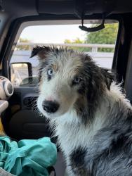 Found/Stray Unknown Dog last seen 14th Ave and Stockton blvd, Sacramento, CA 95820