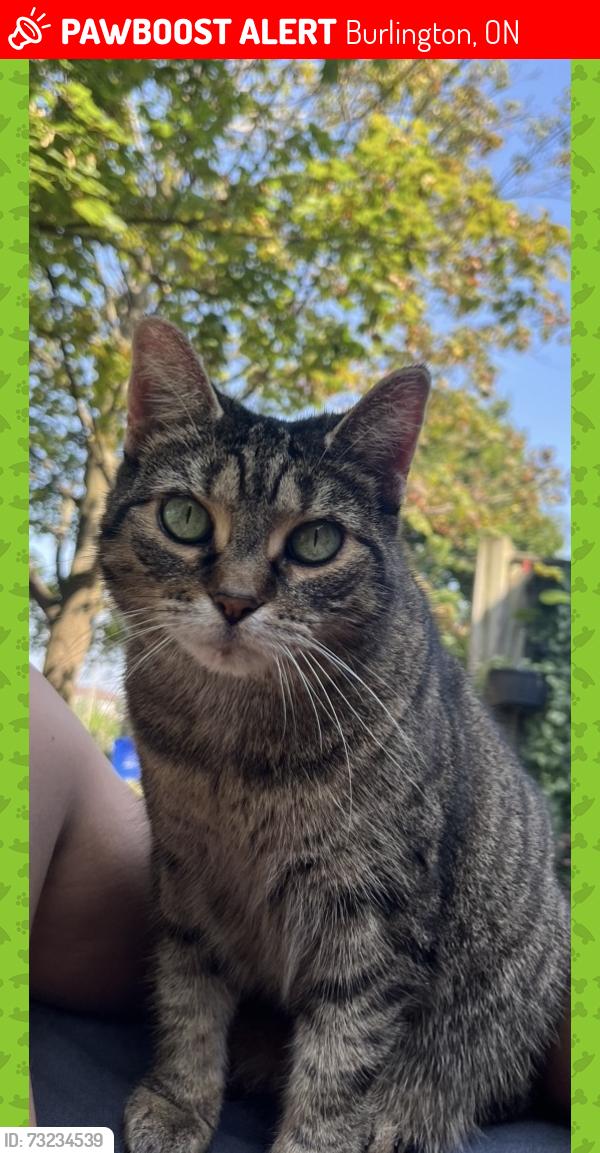 Lost Female Cat last seen Dundas st, Burlington, ON 