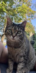 Lost Female Cat last seen Dundas st, Burlington, ON 