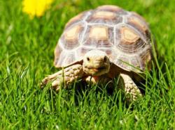 Lost Female Reptile last seen Near Echo Hills Cir NE Atlanta GA 30345, Atlanta, GA 30345