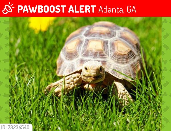 Lost Female Reptile last seen Near Echo Hills Cir NE Atlanta GA 30345, Atlanta, GA 30345