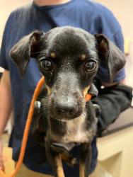 Shelter Stray Female Dog last seen Bexar County, 3353 Morningside Dr, New Braunfels, TX 78132, USA