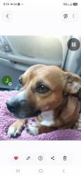 Reunited Female Dog last seen Stone Road Bethel Island, Bethel Island, CA 94511