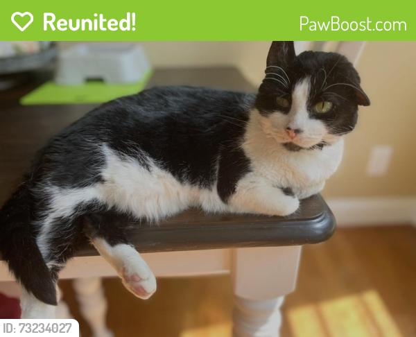 Reunited Female Cat last seen Boyce Street, Greenville, SC 29601