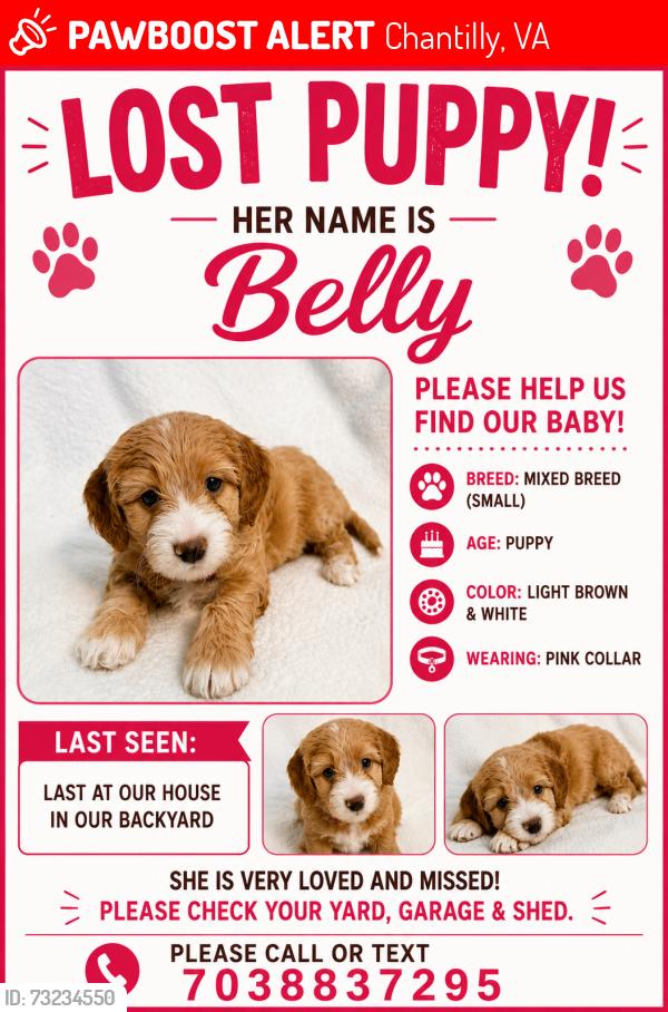 Lost Female Dog last seen National Dr, Chantilly, VA 20151