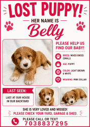 Lost Female Dog last seen National Dr, Chantilly, VA 20151