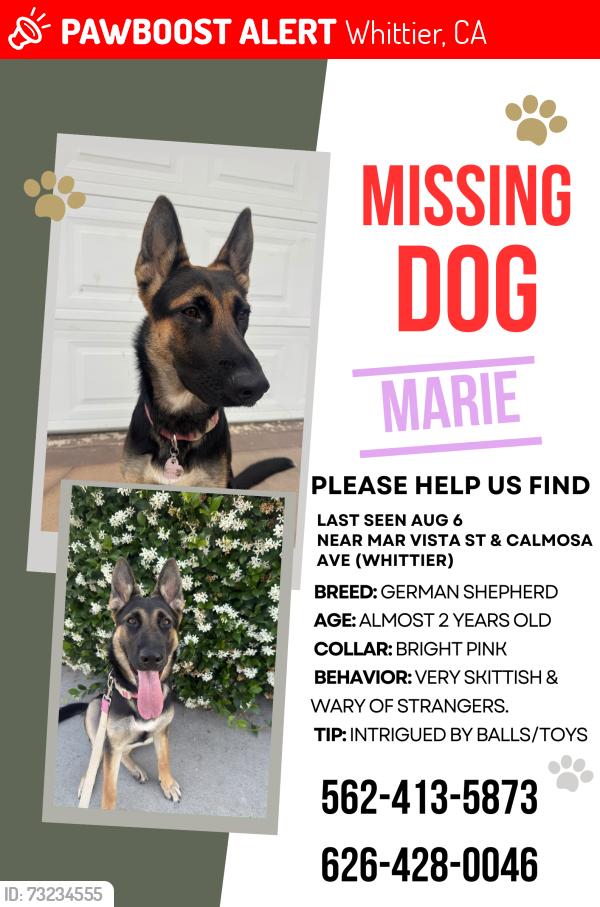 Lost Female Dog last seen Calmosa, Whittier, CA 90602