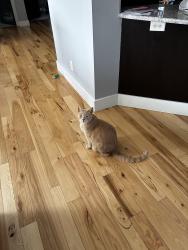 Lost Male Cat last seen Off Chilson Road in Pinckney by Arrowhead subdivision, Hamburg Township, MI 48169
